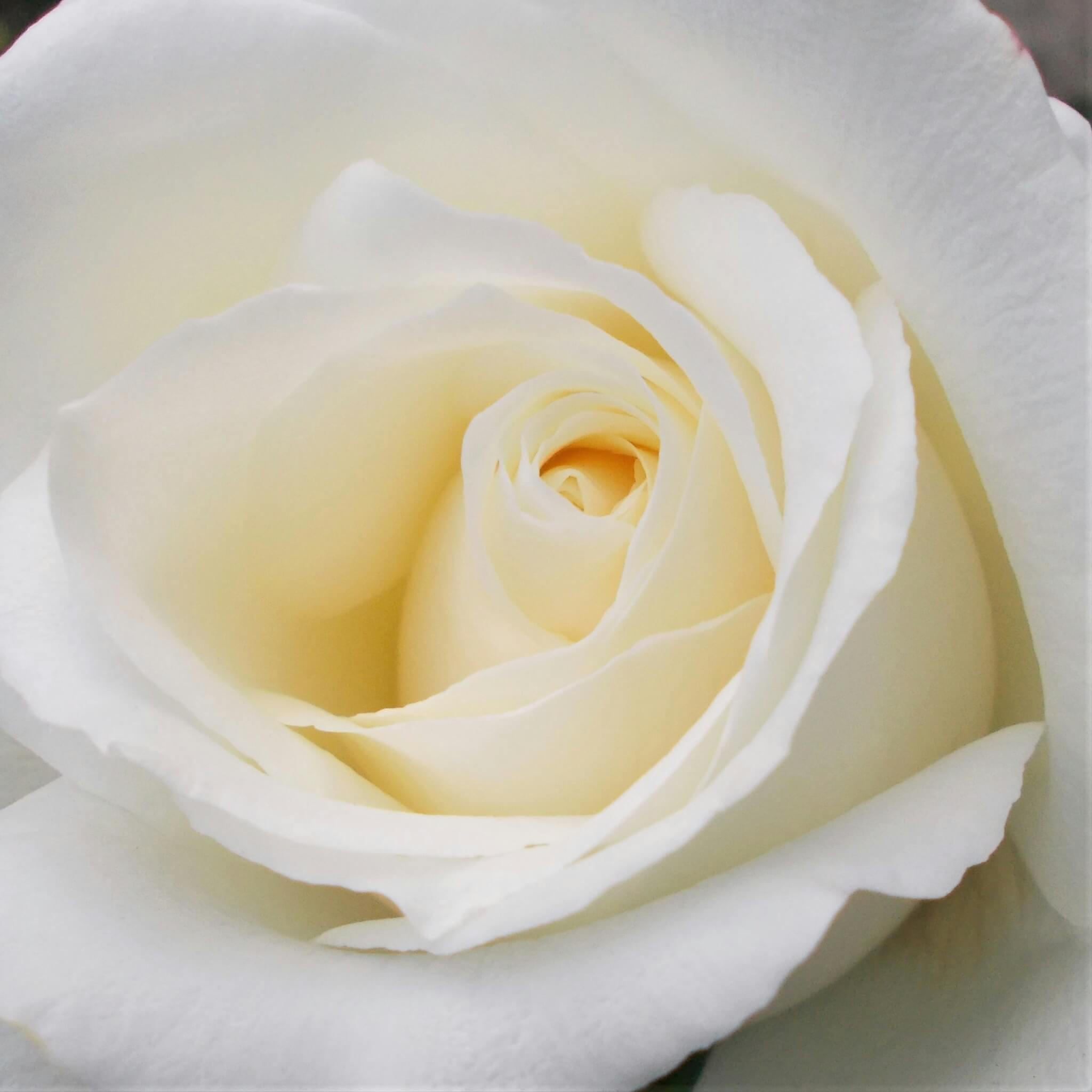 Rose blanche en éclosion, métaphore de la réinvention professionnelle qui mûrit à son propre rythme